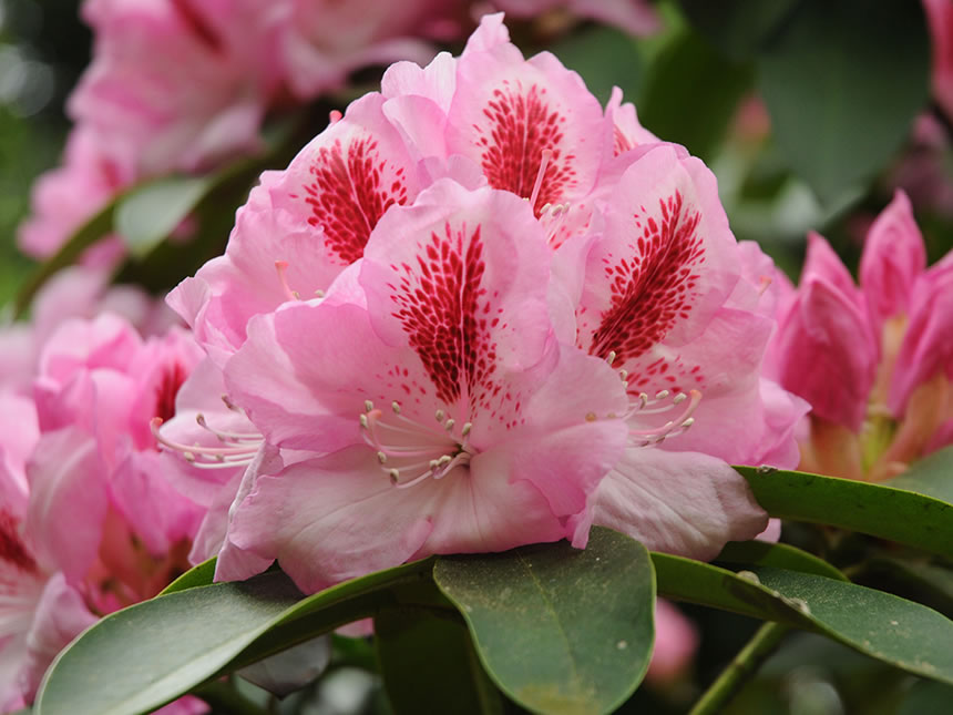 Rododendro, azalea