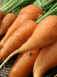 Seminare la carota
