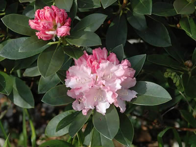 Rododendro