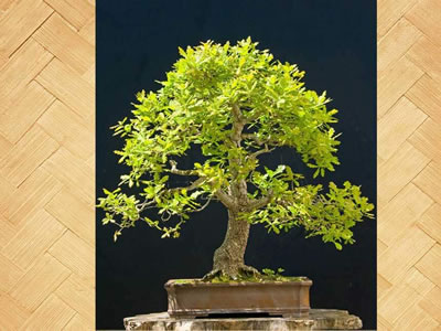 Farnia bonsai