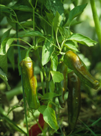 Peperoncino, salutare e afrodisiaco