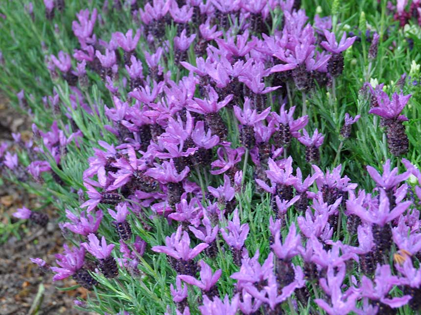 Lavanda, antidoto allo stress