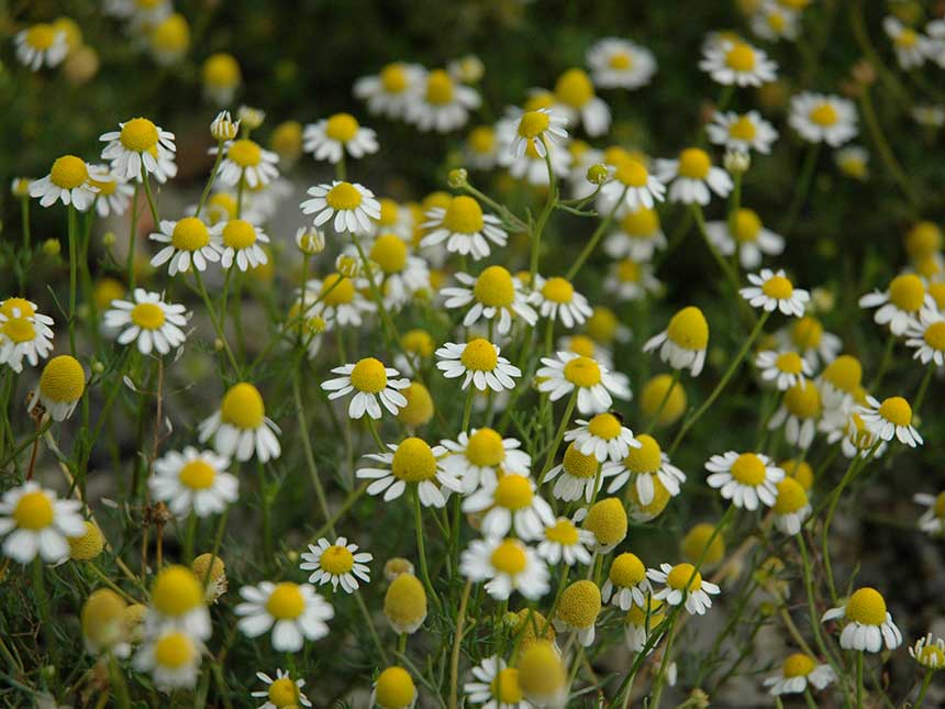 Rimedi naturali per digerire meglio