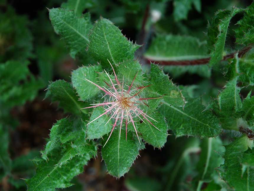 Cardi, ortaggi ed erbe officinali