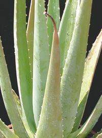 Aloe vera, pianta dei miracoli