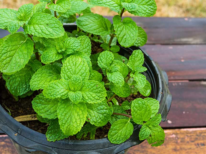Balcone all'ombra? Prova la menta