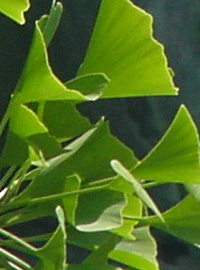 Gingko: foglie anti-invecchiamento