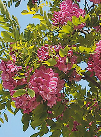 Robinia, l’antianemico che depura