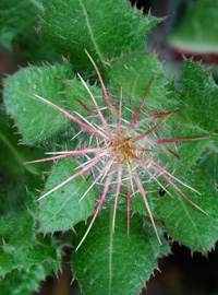 Cardi, ortaggi ed erbe officinali