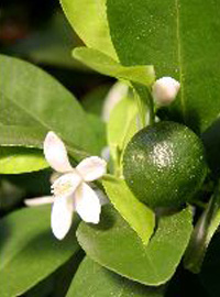 Virtù dell’acqua di fiori d’arancio