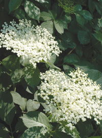 Le piante anti-allergia