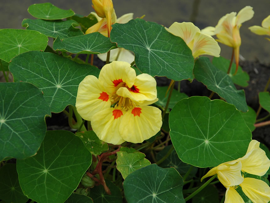 Nasturzio, fiori da assaggiare