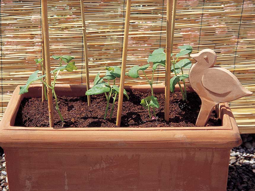 Un mini-orto in vaso: la coltivazione dei fagiolini