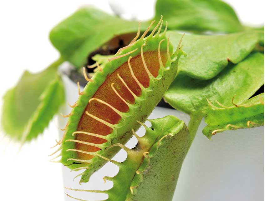 Creature straordinarie per occhi che cercano l’emozione