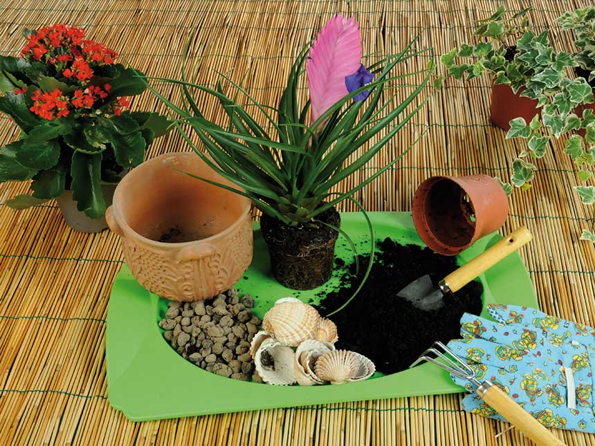 Tillandsia, una pianta dei Tropici che affascina i bambini