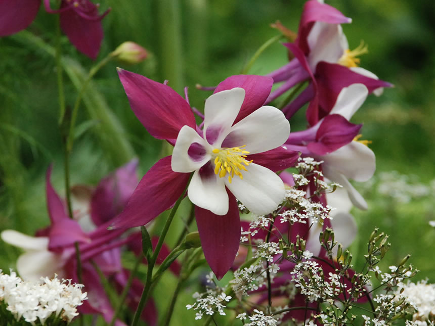 Aquilegia