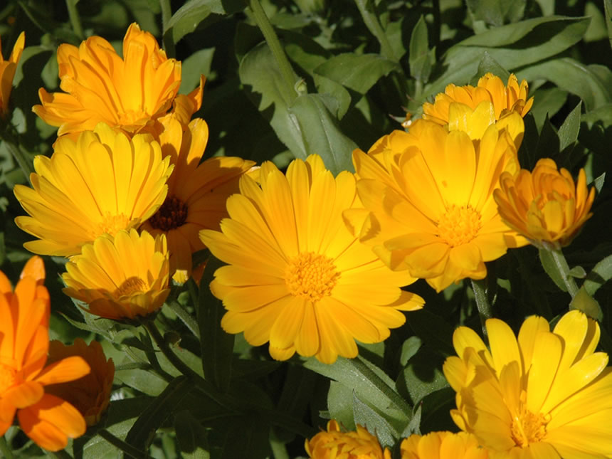 Calendula