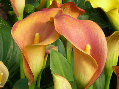 Calla