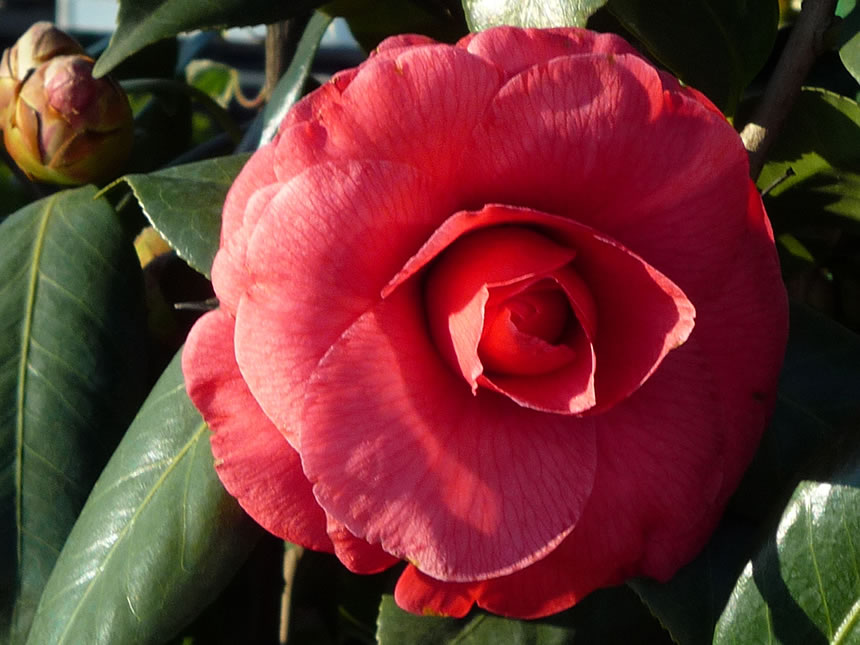 Camelia