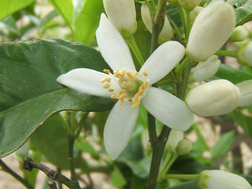 Fiori d'arancio