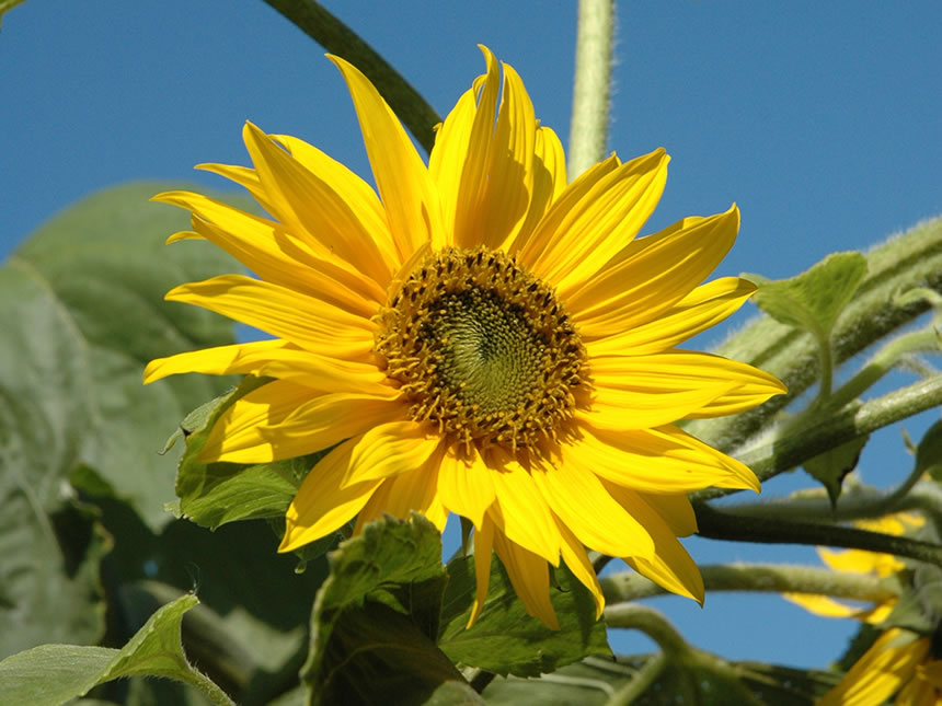 Girasole