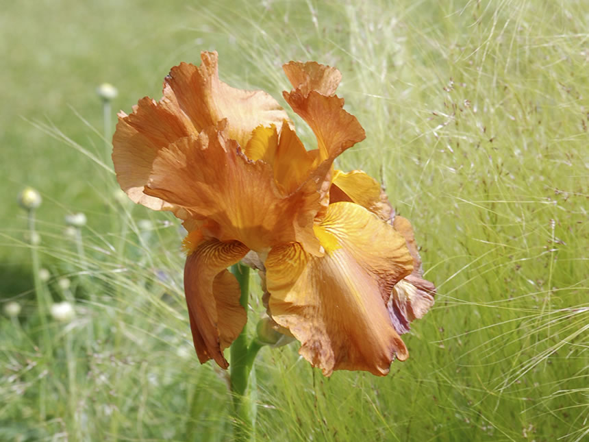 Iris (giaggiolo)