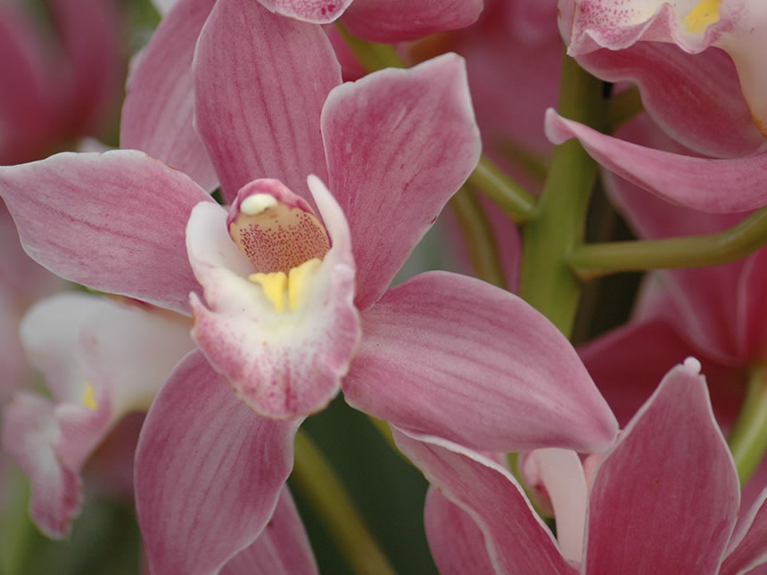 Orchidea