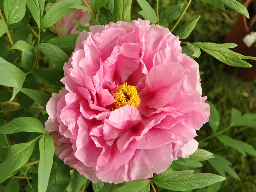 Peonia