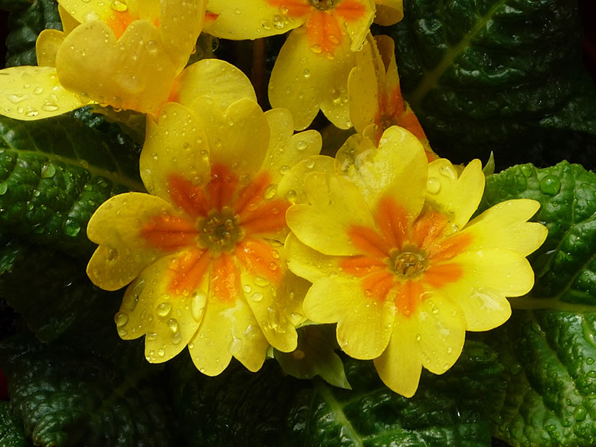 Primula