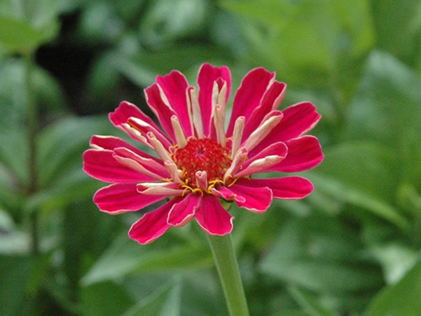 Zinnia