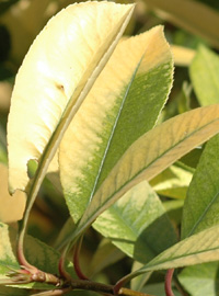 Piante in casa... entro la fine di settembre