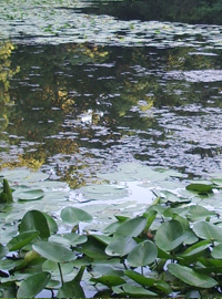 Laghetto: chiuso per freddo