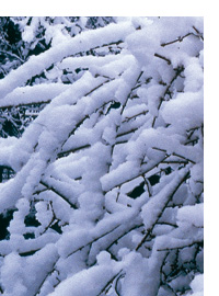 Alberi e arbusti: inverno in arrivo