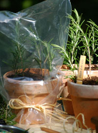 Moltiplicare lavanda e rosmarino