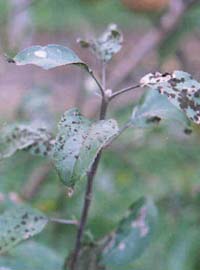 Ticchiolatura sulla rosa