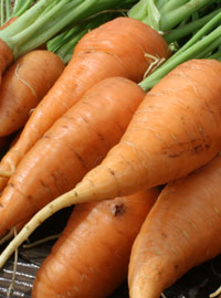 Seminare la carota