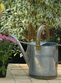 Piante in vaso all’esterno: emergenza acqua