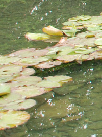 Piante acquatiche: promessa di fiori