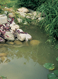 Laghetto: tutto intorno all’acqua