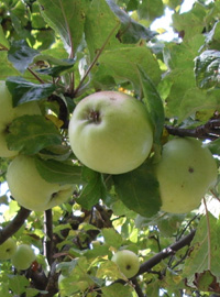 Alberi e arbusti: i primi frutti di settembre