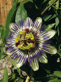 Come coltivare la passiflora