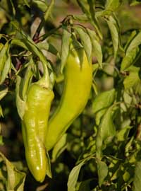 Come ottenere buon raccolto di peperoni e melanzane