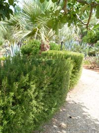 Se il giardino è lungo la costa