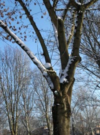 Cure di dicembre per alberi e arbusti