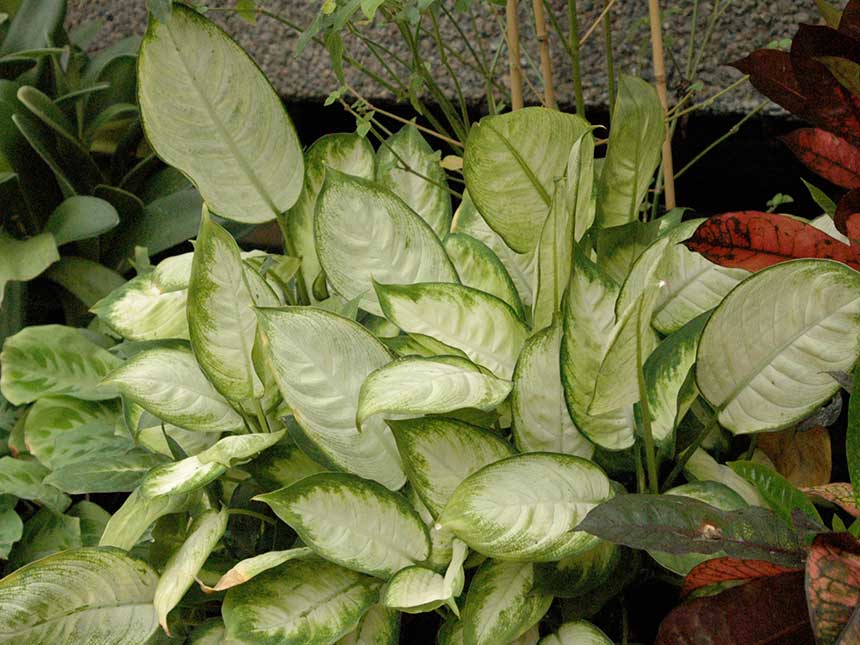 Piante in casa in inverno: 5 errori da evitare