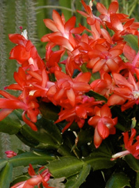 Il cactus di Natale, in fiore fino alla primavera