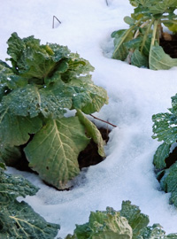 Benvenuta alla neve nell’orto