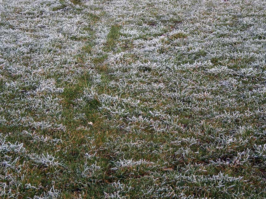 Il tappeto erboso in gennaio