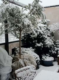 Cure per il terrazzo invernale