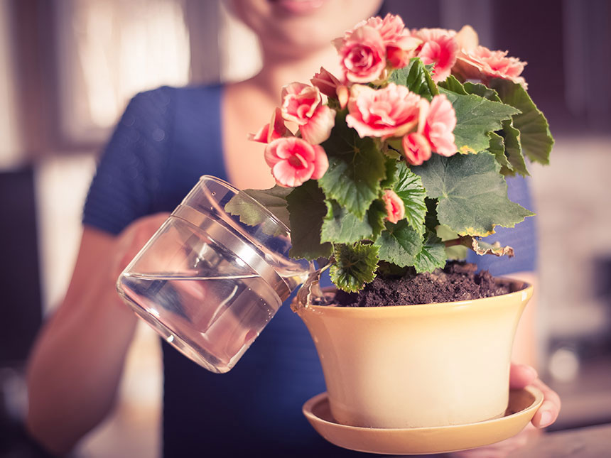 Come e quanto concimare le piante in vaso